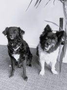 lola_darwin_buerohunde_abakus